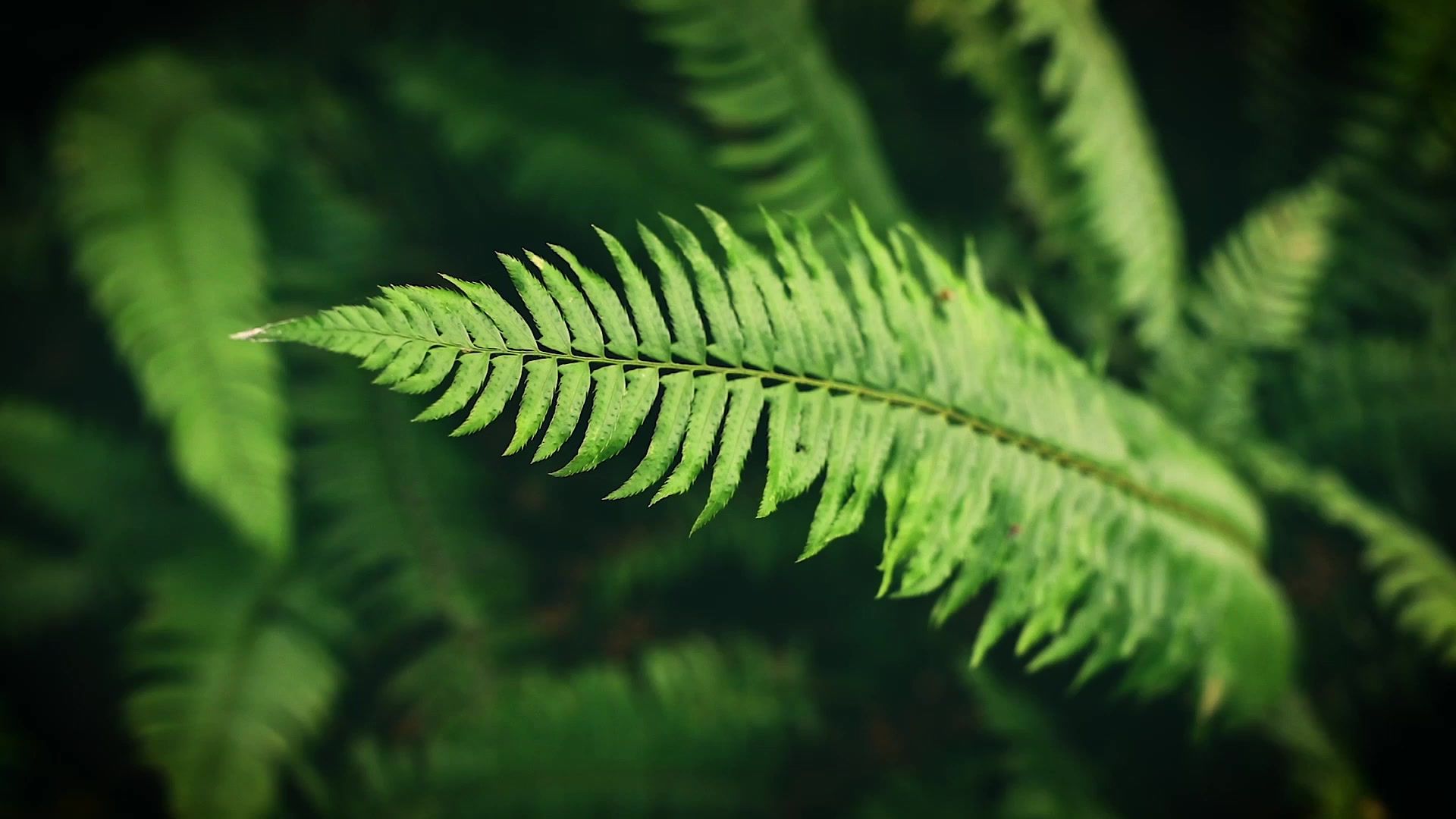 A single green fern frond