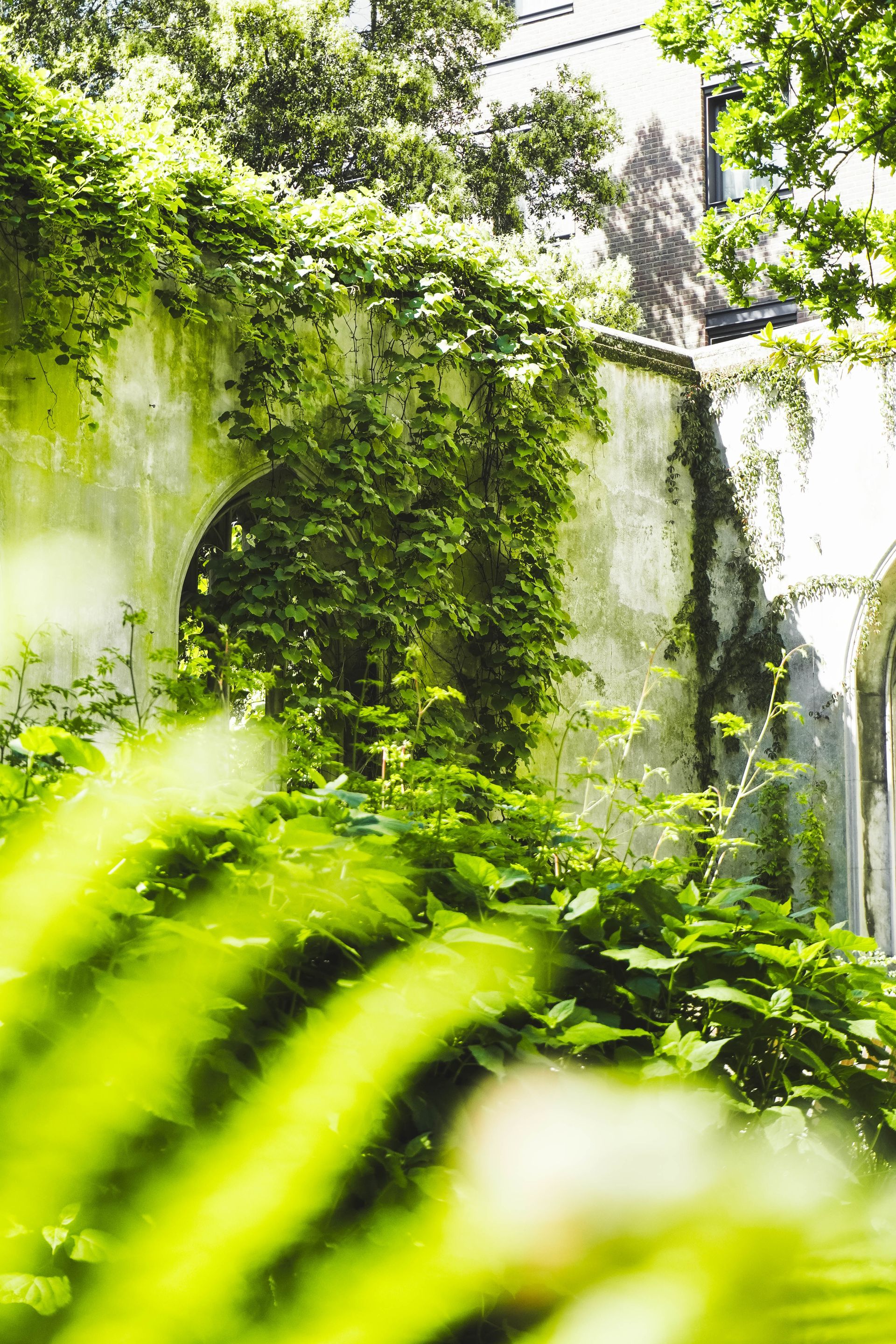 Ferns in woodland